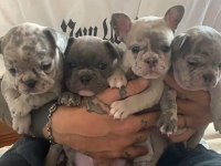 AŞILI MERLE VE BLUE FRENCH BULLDOG YAVRULARIMIZ