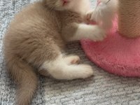 Sevimli Fawn Bicolor Bebek British Shorthair