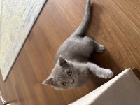British shorthair yavru 2 mart doğumlu