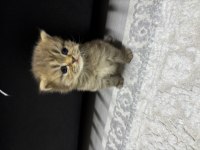 Tatlı kedimiz 25 günlük british longhair dişi