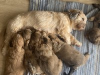 60 günlük minikler shih tzu