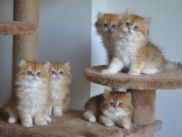 Safkan Golden British Longhair Bebekler 2 aylık