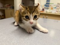 2 Aylık Calico Cinsi Bebek