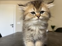 British Longhair Uzun Tüylü Yavru
