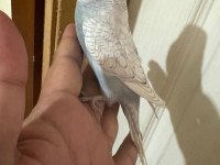 29 GÜNLÜK KUSURSUZ MUHABBET KUŞU BEBEK