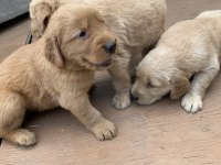 Golden Retriever Yavrular İçin Ulaşabilirsiniz