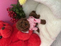Red brown toy poodle yavrular