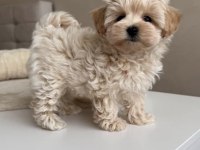 En Tatlı Maltipoo Bebek