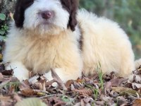 Chocolate pied aussiedoodle yavrumuz