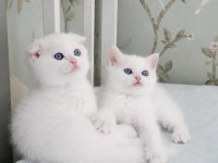 Maviş gözlü scottish fold biblolarım