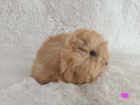 Sevimli Guinea Pig Yavrularımız