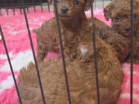 Toy Poodle Yavrularımız