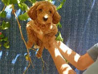 2 aylık maltipoo erkek dişi bebeğimiz