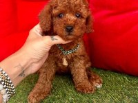 Safkan Toy Poodle Bebekler