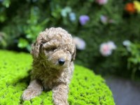Sevimli Toy Poodle Bebek Köpekler