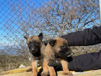 A Kalitede Belçika Kurdu Malinois