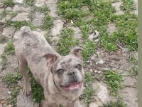 Blue merle erkek merle dişi french bulldog