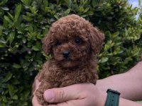 Ultra A kaliteli toy poodle yavrular