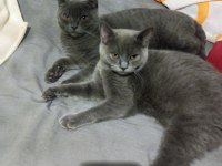 5 aylık british shorthair kedilerim