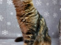 Ful secereli mainecoon Unvanlı ebeveynlerden.