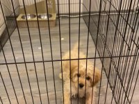 Maltipoo erkek 3 aylık f2