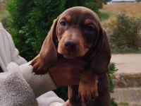 Birbirinden özel dachshund yavruları