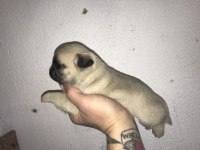 Yeni ailesini arayan kaliteli pug yavrular