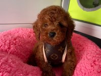 Irk Ve Saglık Garantili Poodle Yavrularımız