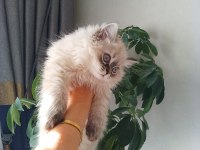 Pofuduk pati british longhair