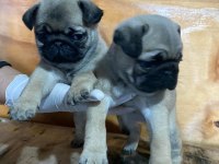 IRK VE SAĞLIK GARANTİLİ PUG MOPS BEBEKLER