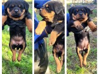 ÜST DÜZEY KALİTE ROTTWEILER PİYASAYA GÖRE UYGUN
