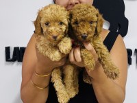 Red toy poodle yavrularım