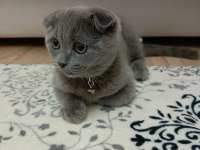 Safkan scottish fold son yavrumuz