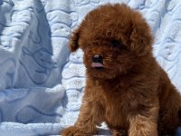 Teacup Toy Poodle