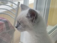 Blue point british shorthair