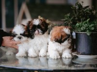 Safkan Harika anne altından shih tzu bebekler