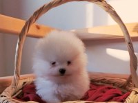 POMERANİAN BOO SÜT BEYAZ YAVRULAR