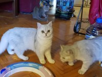 Kedimiz Sindirella (Cindy) Acil Sahibini Bekliyor