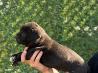 Teslime Hazır Siyah Cane Corso Yavrular