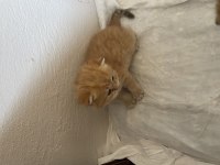 Sahiplendirilecek british shorthair
