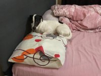 OĞLUMUZA EŞ ARIYORUZ ÇİFTLEŞTİRME JACK