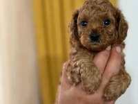 Toy Poodle Irk Garantili Yavrular
