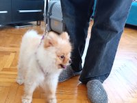 11 aylık erkek pomeranian