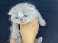 Mini Minicik Kulaklar Kocaman Sevgiler Scottish Fold Yavru