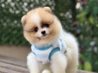 ORJİNAL POMERANİAN