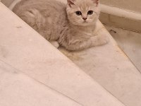 Aldın aldın son 4 yavru scottish fold