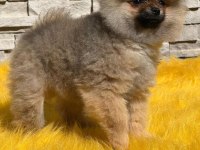 Antalya pomeranian boo