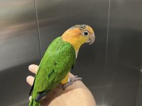 EVCİL CAIQUE YAVRU