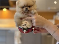 Mini teacup ayıcığımız pomeranian boo bebek