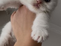 Kedilerimize yeni güzel yuvalar arıyoruz ☺️